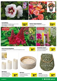 Laterne Angebot & Preis im aktuellen Hagebaumarkt Prospekt Laterne Angebot im aktuellen Hagebaumarkt Prospekt auf Seite 3