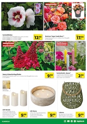 Aktueller Hagebaumarkt Prospekt mit Hibiskus, "SO günstig geht das!", Seite 3