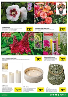 Blumen Angebot im aktuellen Hagebaumarkt Prospekt auf Seite 3