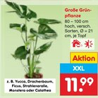 Große Grünpflanze Angebote bei Netto Marken-Discount Lemgo für 11,99 €