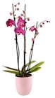 Phalaenopsis rose/blanc 3 tiges H. 65 cm. - Truffaut à Boulogne-Billancourt Phalaenopsis rose/blanc 3 tiges H. 65 cm. en promo chez Truffaut Boulogne-Billancourt à 17,99 €