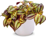 Aktuelle Pflanzen Angebote bei Netto Marken-Discount in Nürnberg Aktuelles Dreimasterblumen Angebot bei Netto Marken-Discount in Nürnberg ab 5,99 €