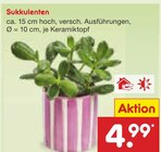 Sukkulenten Angebote bei Netto Marken-Discount Dinslaken für 4,99 €