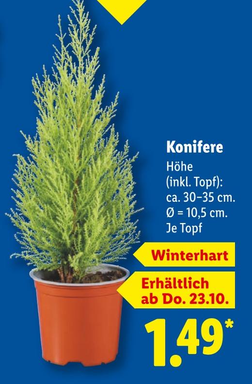 Konifere