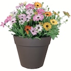 Promo Osteospermum à 2,50 € dans le catalogue LaMaison.fr à Livarot