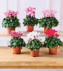Cyclamen Special en promo chez Super U Nevers à 3,99 €