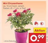 Mini Chrysantheme im aktuellen Netto Marken-Discount Prospekt