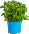 Bio Basilikum im Angebot bei REWE in Göppingen Bio Basilikum Angebote von REWE Bio bei REWE Göppingen für 1,79 €