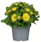 Aktuelles Rosenprimel „Belarina“ Angebot bei toom Baumarkt in Gelsenkirchen ab 4,99 €