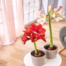 ALDI SÜD Overath - Amaryllis Amaryllis Angebot bei ALDI SÜD Overath im Prospekt "Meine Woche"