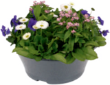 Frühlingsmix 19-cm-Topf im Angebot bei toom Baumarkt in Lüneburg Frühlingsmix 19-cm-Topf Angebote bei toom Baumarkt Lüneburg für 5,99 €