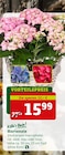 Hortensie Angebote von Kölle's Beste! bei Pflanzen Kölle Erlangen für 15,99 €