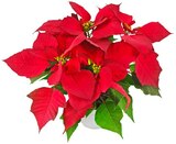 Aktuelle Zimmerpflanzen Angebote bei Penny in Essen Aktuelles Weihnachtsstern Angebot bei Penny in Essen ab 1,89 €