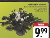 Christrose im Betontopf bei EDEKA im Weißenstadt Prospekt für 9,99 €