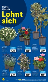 Aktueller Lidl Prospekt mit Pflanzen, "LIDL LOHNT SICH", Seite 6