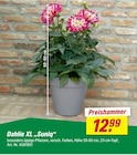 Aktuelles Dahlie XL „Suniq“ Angebot bei toom Baumarkt in Oberhausen ab 12,99 €