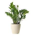 Promo Zamioculcas ECLOZ à 17,99 € dans le catalogue Gamm vert à Montbazens