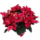 Aktuelles Fantasy Star Angebot bei OBI in Essen ab 3,99 €