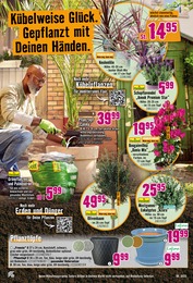 Bougainvillea Angebot & Preis im aktuellen Hornbach Prospekt Bougainvillea Angebot im aktuellen Hornbach Prospekt auf Seite 11