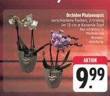 Orchidee Phalaenopsis Angebote bei E center Würzburg für 9,99 €