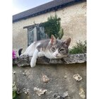 Pâtée pour chat - GOURMET GOLD dans le catalogue Carrefour