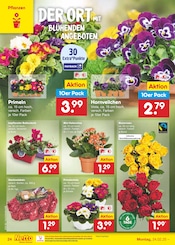 Aktueller Netto Marken-Discount Prospekt mit Blumenkasten, "Aktuelle Angebote", Seite 42