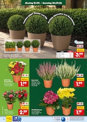 Blumen im Netto Marken-Discount Prospekt in Heidelberg Aktueller Netto Marken-Discount Prospekt mit Blumen, "Aktuelle Angebote", Seite 4