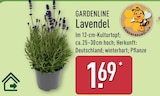Lavendel im Angebot bei ALDI Nord in Gera Lavendel Angebote von GARDENLINE bei ALDI Nord Gera für 1,69 €