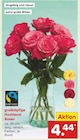 Aktuelle Pflanzen Angebote bei Netto Marken-Discount in Aachen Aktuelles großköpfige Hochland Rosen Angebot bei Netto Marken-Discount in Aachen ab 4,44 €