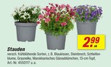 Stauden im Angebot bei toom Baumarkt in Elmshorn Stauden Angebote bei toom Baumarkt Elmshorn für 2,99 €