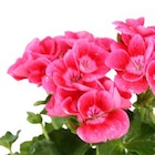 Géranium Calliope ou 'Pretty Little' - Truffaut Géranium Calliope ou 'Pretty Little' à 4,99 € dans le catalogue Truffaut