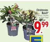 Aktuelles Christrosen-Busch Angebot bei EDEKA in Ingolstadt ab 9,99 €