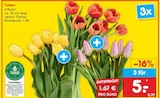 Tulpen Angebote bei Netto Marken-Discount Altenburg für 5,00 €