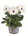 Aktuelle Blumen Angebote bei Lidl in Berlin Aktuelles Kapmargeriten Angebot bei Lidl in Berlin ab 1,49 €