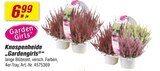 Knospenheide „Gardengirls“ bei toom Baumarkt im Meuselwitz Prospekt für 6,99 €
