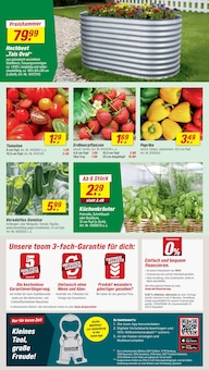 Erdbeerpflanzen im toom Baumarkt Prospekt "Respekt, wer's selber macht." mit 30 Seiten (Essen)