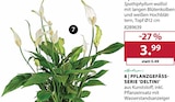Aktuelles Spathiphyllum wallisii Angebot bei Dehner Garten-Center in Essen ab 3,99 €