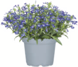 toom Baumarkt Linderhof - Sommerblumen Angebot im Prospekt Sommerblumen bei toom Baumarkt im Linderhof Prospekt für 0,99 €