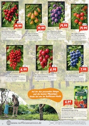 Kirschbaum im Raiffeisen Rhein-Ahr-Eifel Handelsgesellschaft mbH Prospekt in Bonn Aktueller Raiffeisen Rhein-Ahr-Eifel Handelsgesellschaft mbH Prospekt mit Kirschbaum, "Beerenstark in die Saison", Seite 4