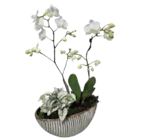 Aktuelles Bepflanzte Keramikschale Angebot bei EDEKA in Augsburg ab 14,99 €