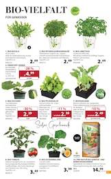 Dehner Garten-Center Übertopf im Prospekt 