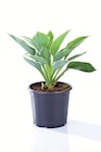 Hosta Gartenfunkie im Angebot bei Lidl in Bautzen Hosta Gartenfunkie Angebote bei Lidl Bautzen für 2,99 €