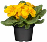 Hagebaumarkt Poppenricht Prospekt mit  im Angebot für 1,29 €