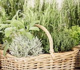 Aktuelle Rosmarin Angebote bei Garten-Center Nordharz GmbH & Co. KG in Kassel Aktuelles Frische Kräuter Angebot bei Garten-Center Nordharz GmbH & Co. KG in Kassel ab 2,99 €