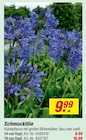 Schmucklilie 14-cm-Topf für 9,99 € bei toom Baumarkt im Angebot Schmucklilie 14-cm-Topf im aktuellen toom Baumarkt Prospekt