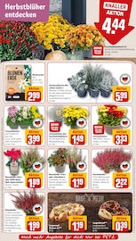 Blumen im REWE Prospekt in Siegen Aktueller REWE Prospekt mit Blumen, "Dein Markt", Seite 7