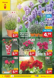 55+ Netto Blumen Angebot Diese Woche, Alle angebote in den prospekten