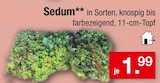 Aktuelles Sedum Angebot bei Zimmermann in Wolfsburg ab 1,99 €