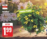 Balkonpflanze bei EDEKA im Coburg Prospekt für 1,99 €