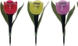 Lampe tulipe solaire dans le catalogue Maxi Bazar